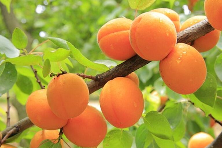 Manfaat Aprikot: Buah Kecil dengan Segudang Khasiat untuk Kesehatan