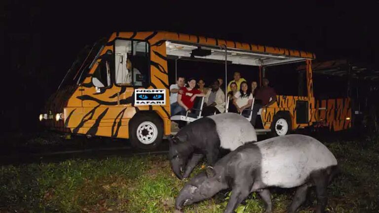 Night Safari Singapore: Pengalaman Safari Malam yang Memukau
